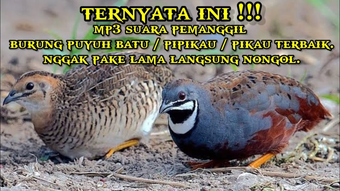 suara pikat burung puyuh batu / pipikau / pikau MP suara pikat