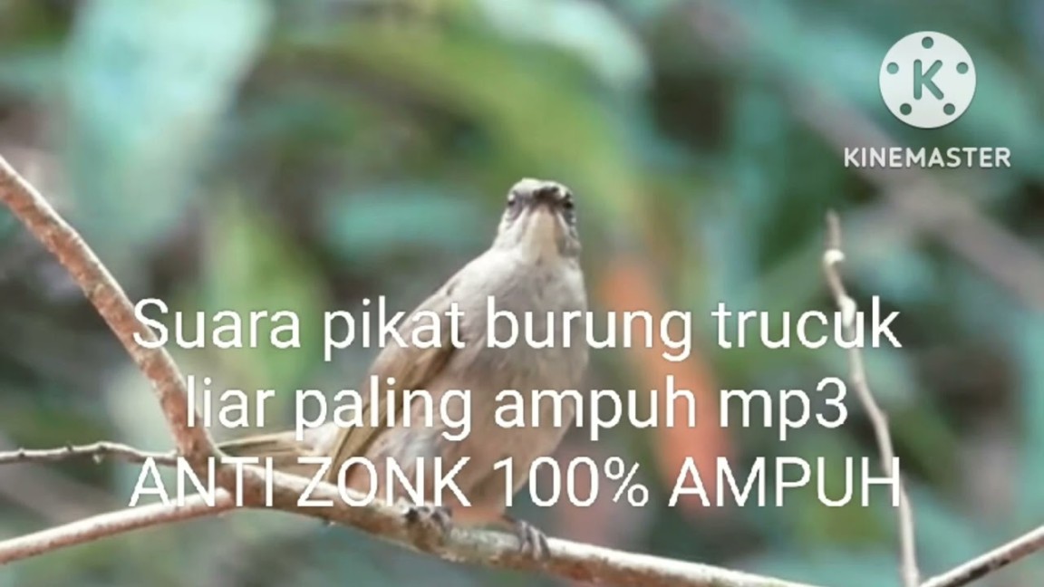 Suara pikat burung trucuk liar paling ampuh mp ANTI ZONK % AMPUH