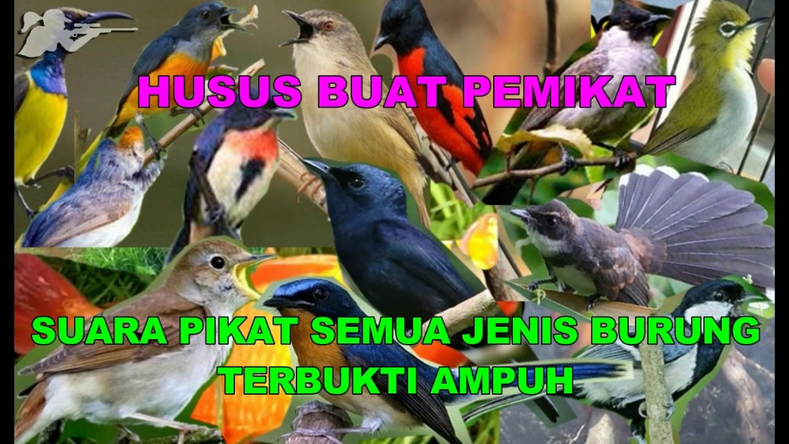 Suara Pikat MP Semua Jenis Burung Terbukti Sangat Ampuh - YouTube