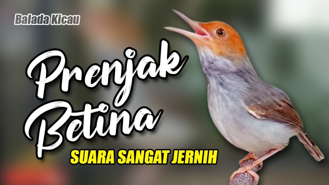 MASTERAN PRENJAK BETINA GACOR SUARA JERNIH - YouTube