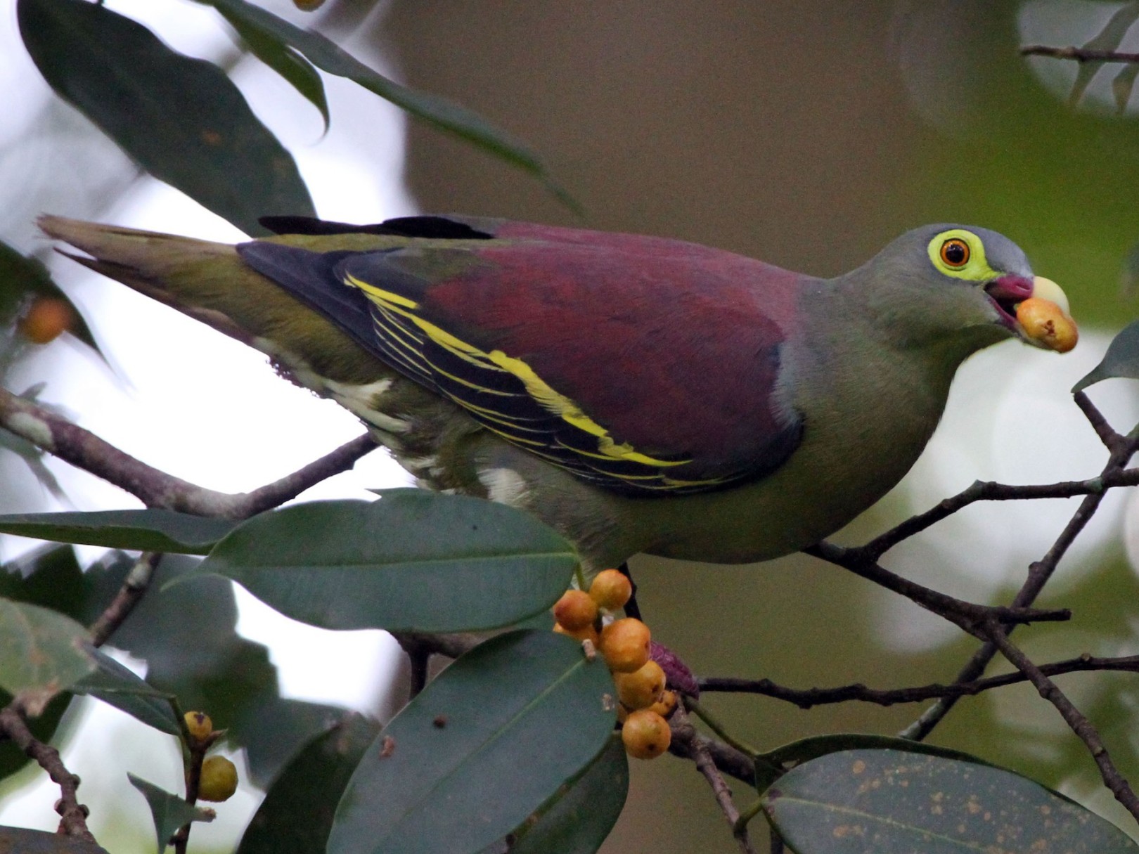 Punai lengguak - eBird