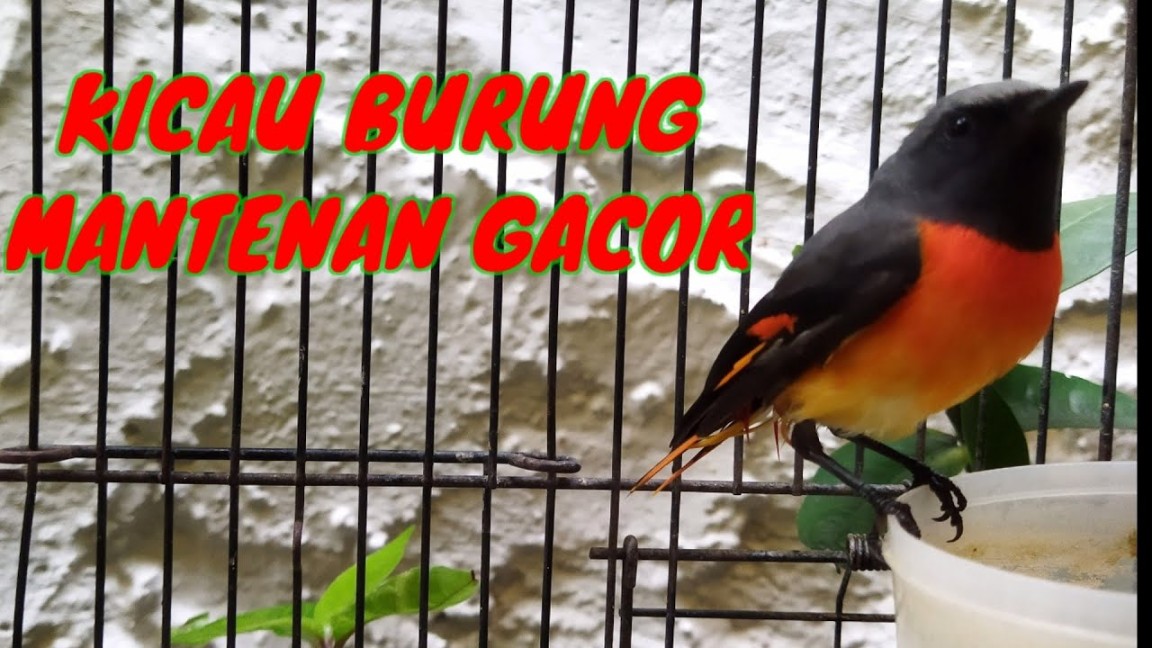 Suara Burung Mantenan - YouTube