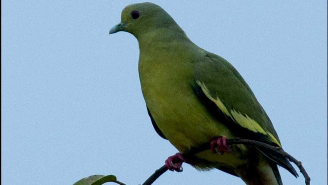 Suara burung punai % punai datang cocok untuk pikat,berburu