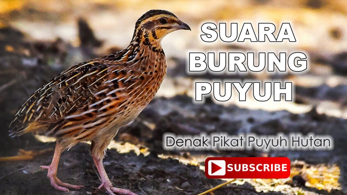 Suara Burung Puyuh Jantan Denak Pikat Terbaik