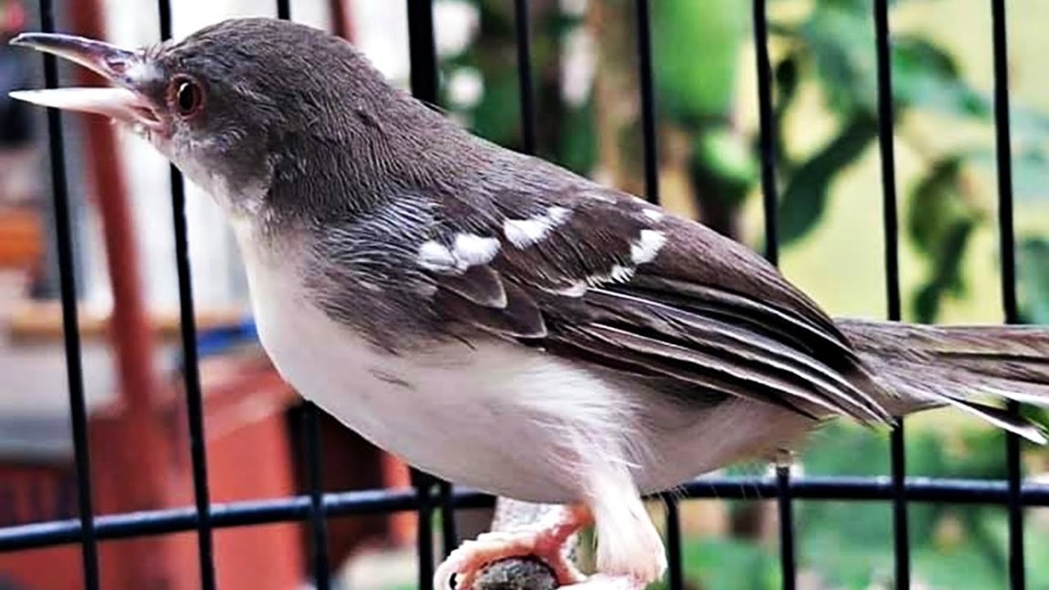 Suara Ciblek Kristal Putih Gacor Ngebren - MP Pikat Burung Ciblek Liaran  Paling Ampuh % NYAUT